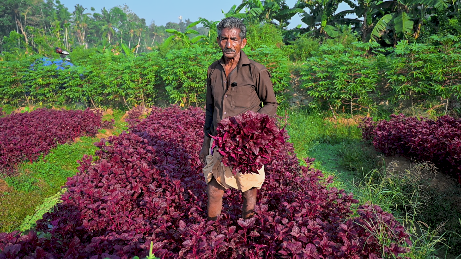സ്വർണ്ണത്തേക്കാൾ വിലയുള്ള ചീര വിത്ത് ഒരു വർഷംവരെ വിളവെടുക്കാം