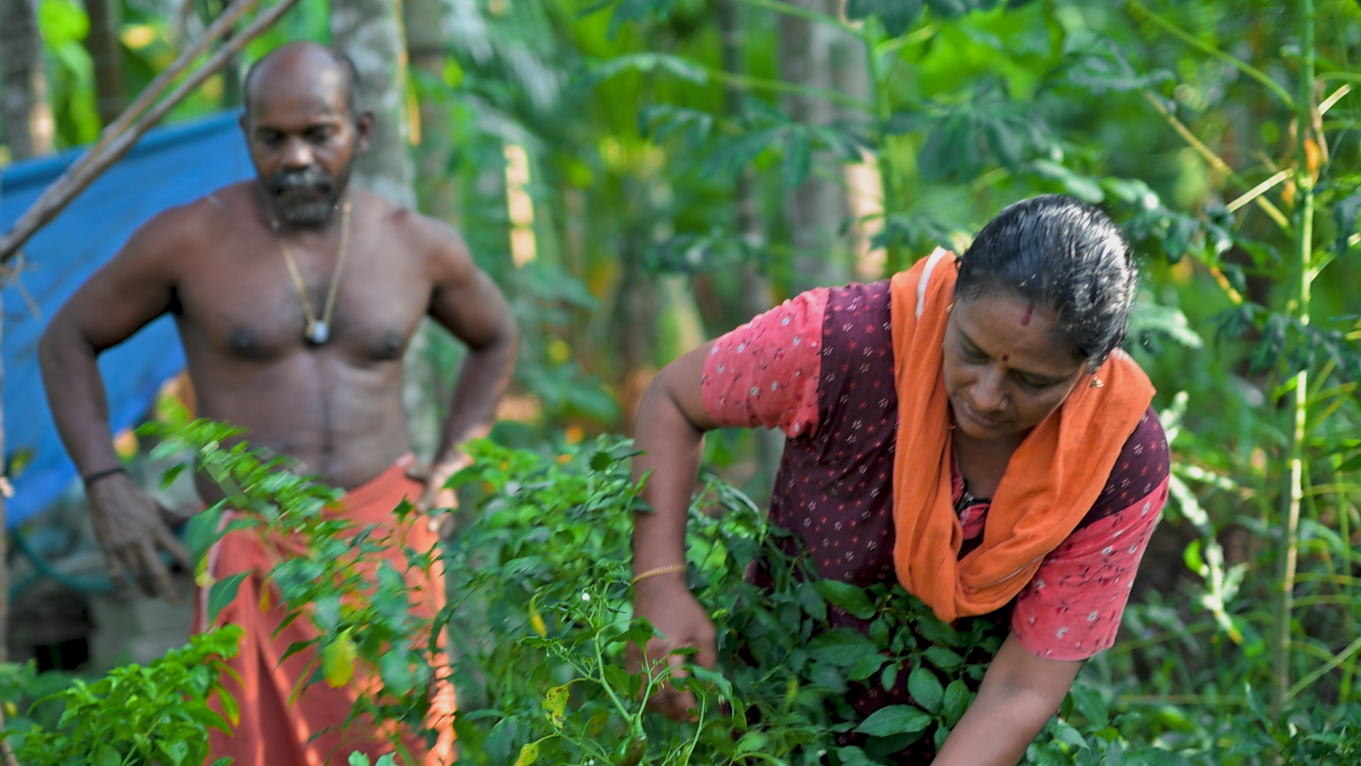 1200 രൂപ വിലയുള്ള മുളക് ലാഭംകൊയ്യാൻ നിത്യ വഴുതന