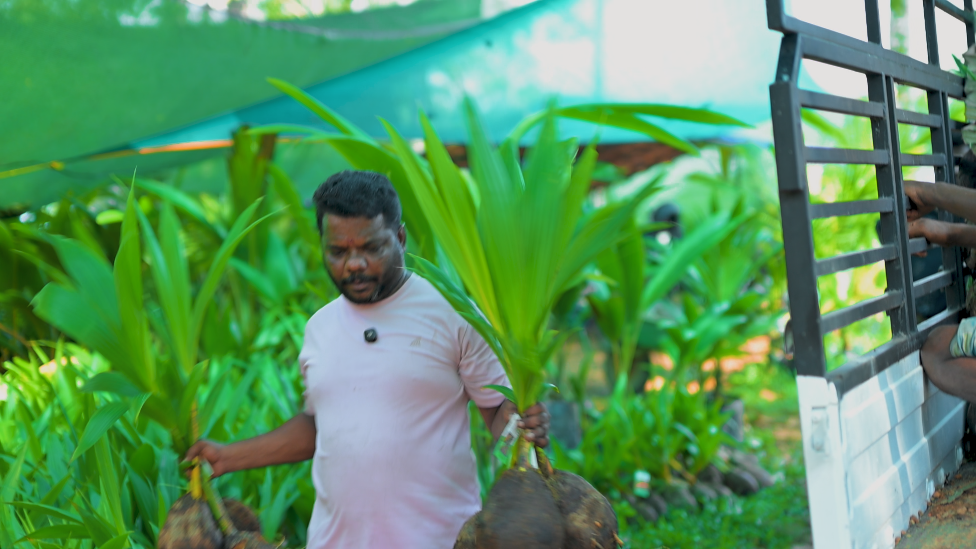 കേരളത്തിലെ ഏറ്റവും വലിയ ഹോൾസെയിൽ തെങ്ങ് നഴ്സറി