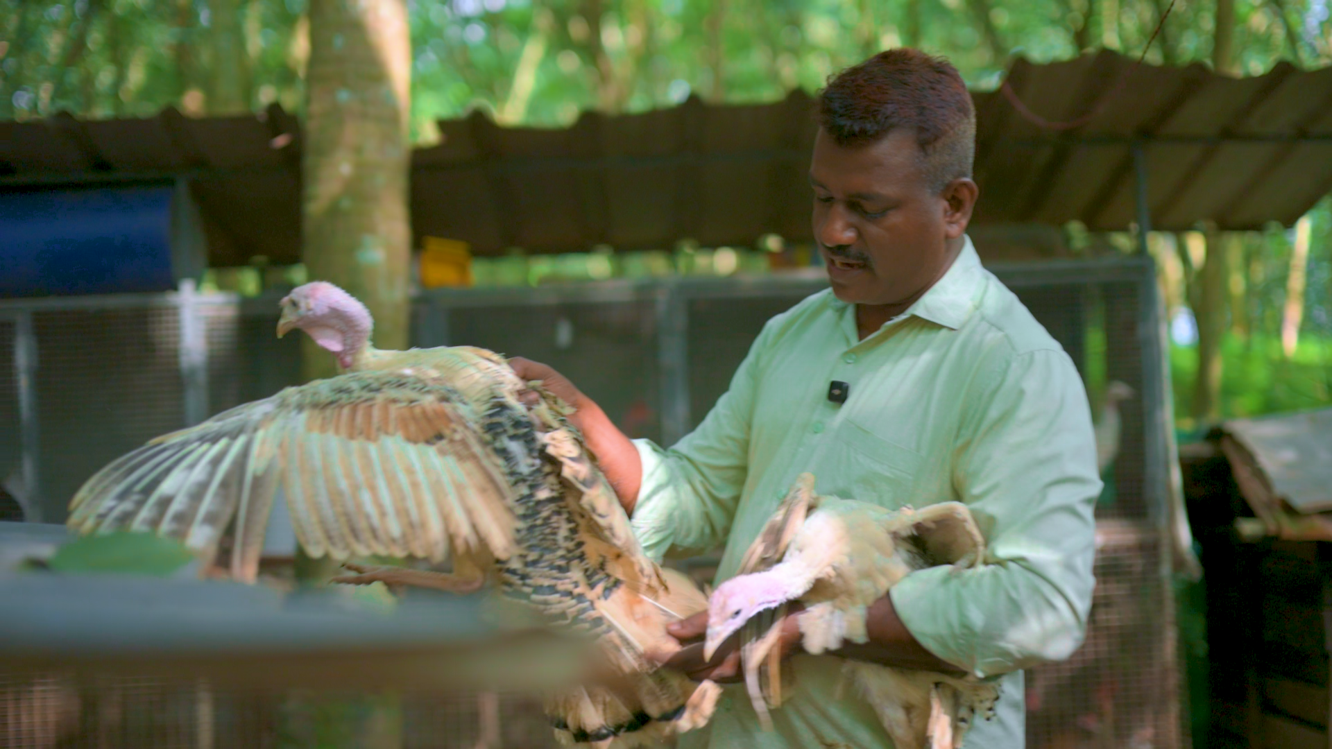 ഇതുവരെ കാണാത്ത വെറൈറ്റി ട്ടർക്കികൾ