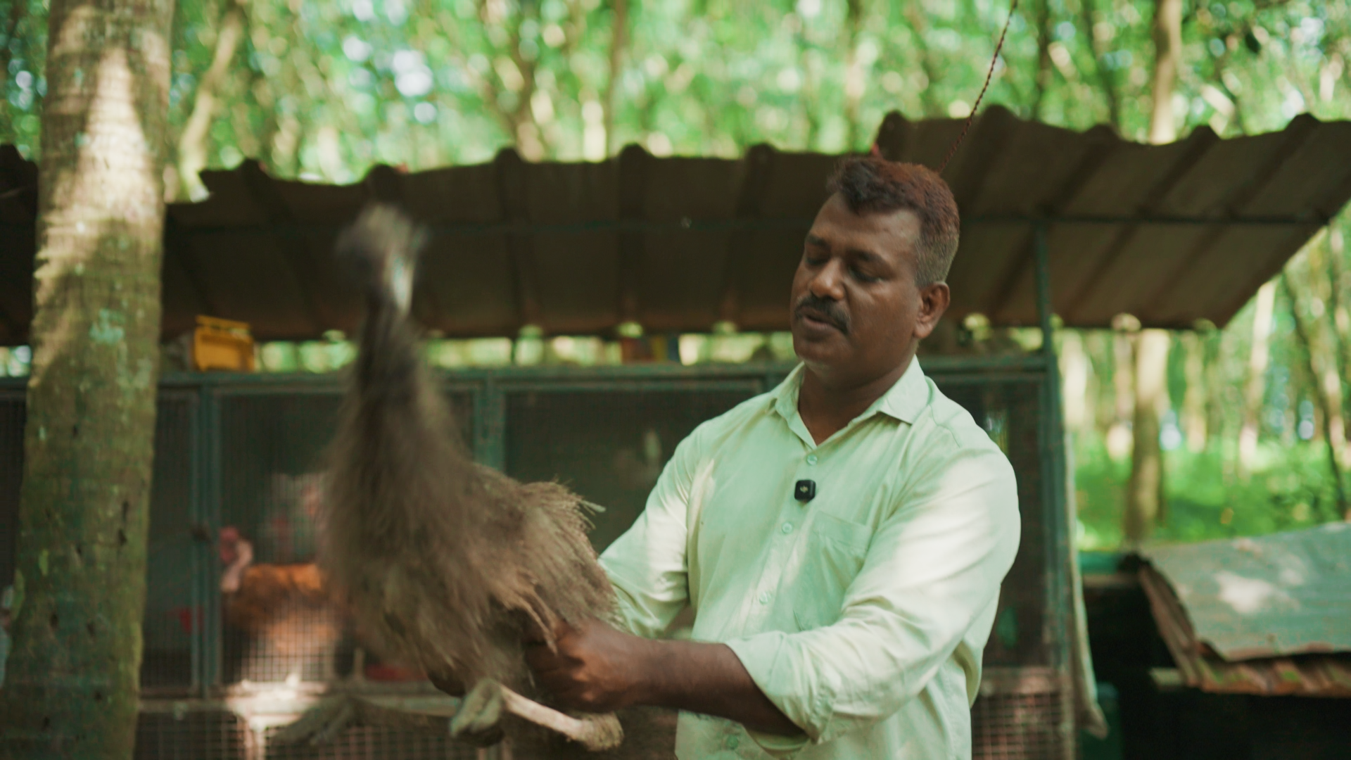 എമു ഒരു ഭീകര ജീവിയല്ല ആർക്കും വളർത്തി ലാഭം കൊയ്യാം