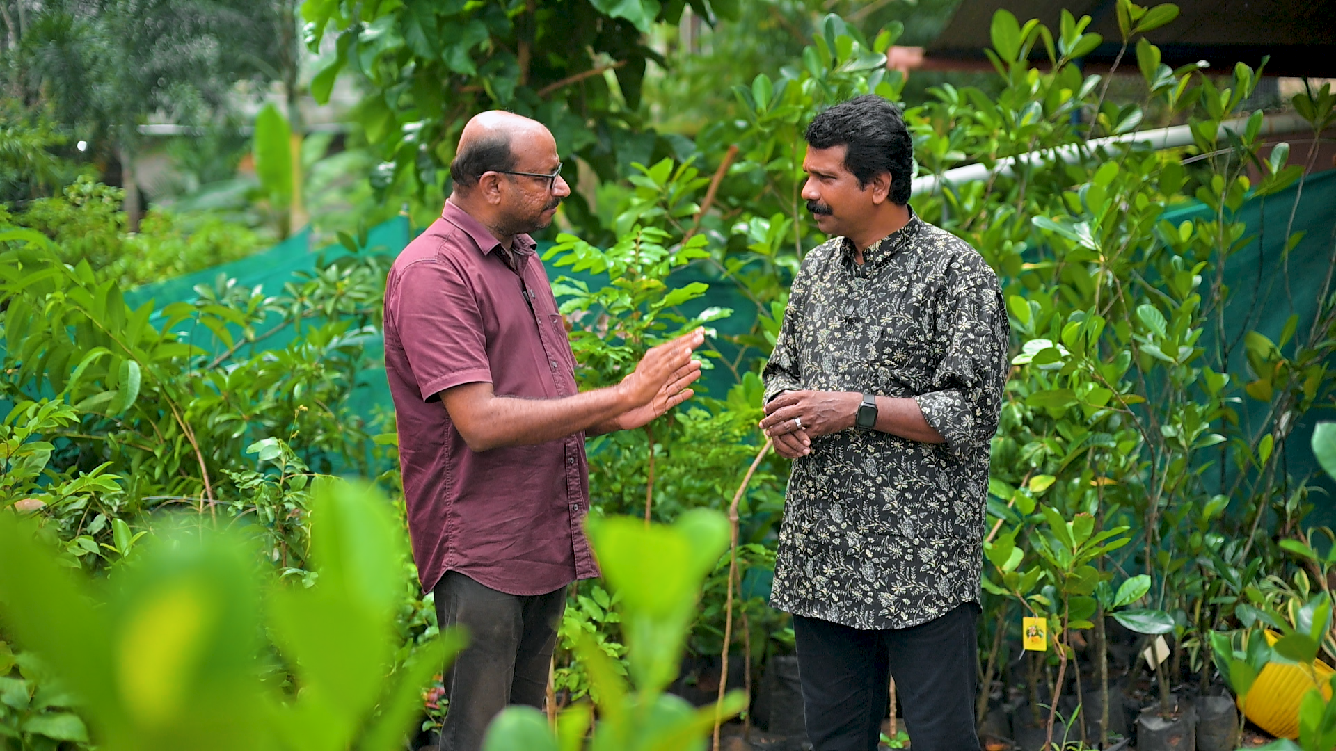 വെറുതെ വിൽക്കുകയല്ല  തൈ നട്ട് കായ്പ്പിച്ചു  കയിൽത്തരും